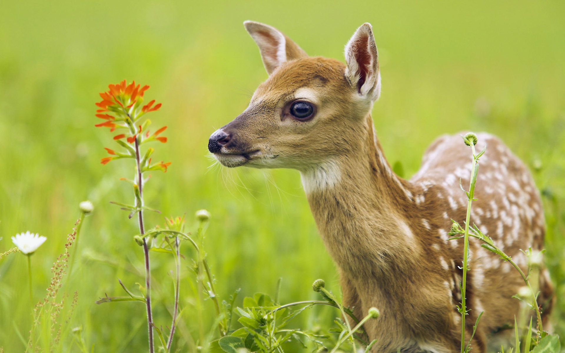 White-tailed Deer (Odocoileus virginianus). Minnesota, USA